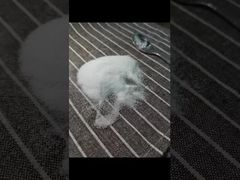 Xem lý do chọn Bột MSM cỡ hạt 40-80 Mesh, được kiểm nghiệm bằng Phương pháp GC với Tổng kim loại nặng 3